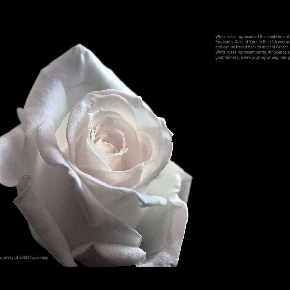 2027 Rose Calendar Beautiful Flower Photography Floral Garden Wall Calendar Gift